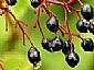 Elderberry anthocyanin 