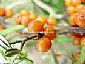 hippophae rhamnoides extract