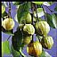 Garcinia Cambogia PE 