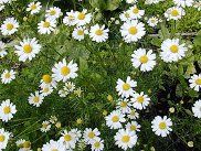 Essential oil of Roman chamomile