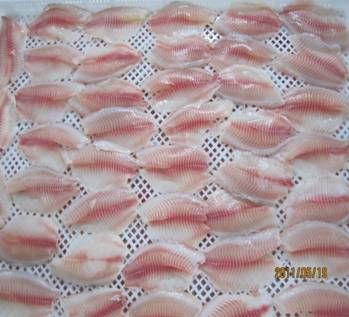 Tilapia