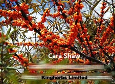 Kingherbs offer China Seabuckthorn Seed Extract