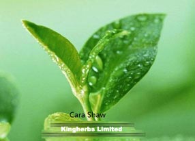 China KINGHERBS'  green tea extract with good quality