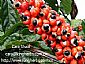 Supply China Guarana seed extract /Guaranine