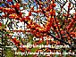 Kingherbs offer China Seabuckthorn Seed Extract