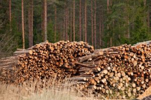 Wood and timber products