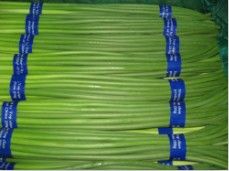 Supply China exports Fresh Garlic Sprout
