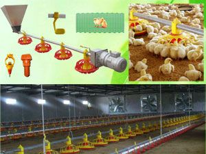 Snap in Pig Feeding Pan / Piglet feeder Trough Stainless Steel