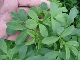 Egyptian clover seeds