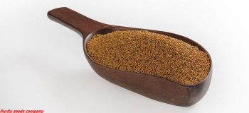 Egyptian clover seeds