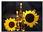 Sunflower Oil