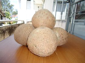 Coconut Without Top Cover