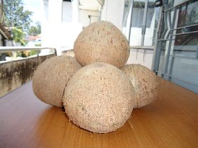 Fresh Coconut, Matrue Coconut, Coconut Without Top Cover