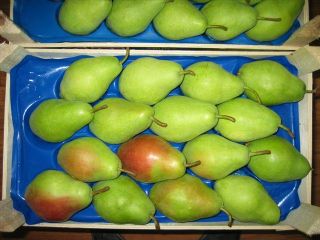 pears