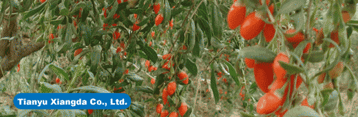 goji (wolfberry)