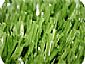 artificial grass