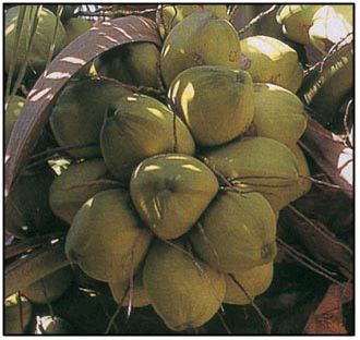 Isotonic Coconut Water