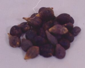 Palm Kernel shell