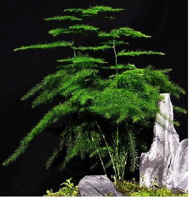 chinses flowers & plants