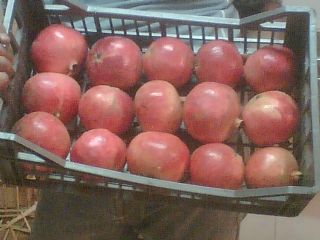 Pomegranate
