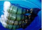 FRESH WATER SHRIMPS FROZEN