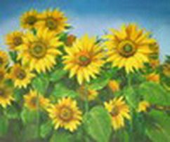 Sunflowers