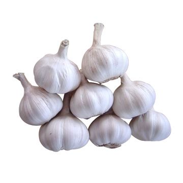 Fresh white Garlic