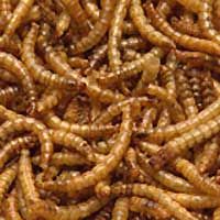 sell dried mealworms