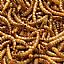 sell dried mealworms