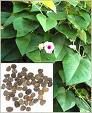 Argyreia seeds $200 per kg