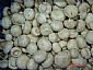 IQF champignons mushrooms whole 
