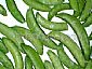 IQF sugar snap peas