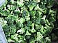 IQF broccoli florets