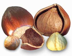 hazelnut