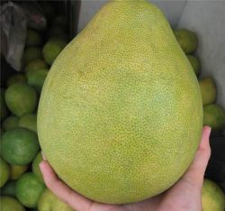 Sweet pomelo