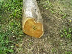 Teak logs