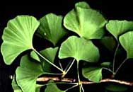 Ginkgo Biloba P.E.