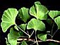 Ginkgo Biloba P.E.