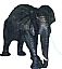 African Elephant