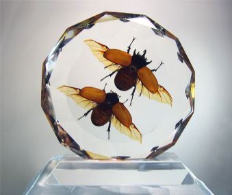 Real insect crystal decoration