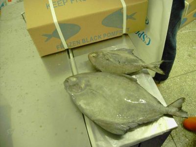 black pomfret